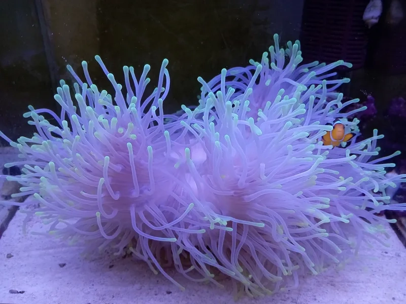 Thưởng thức hình hải quỳ full sinh động mọi góc bể