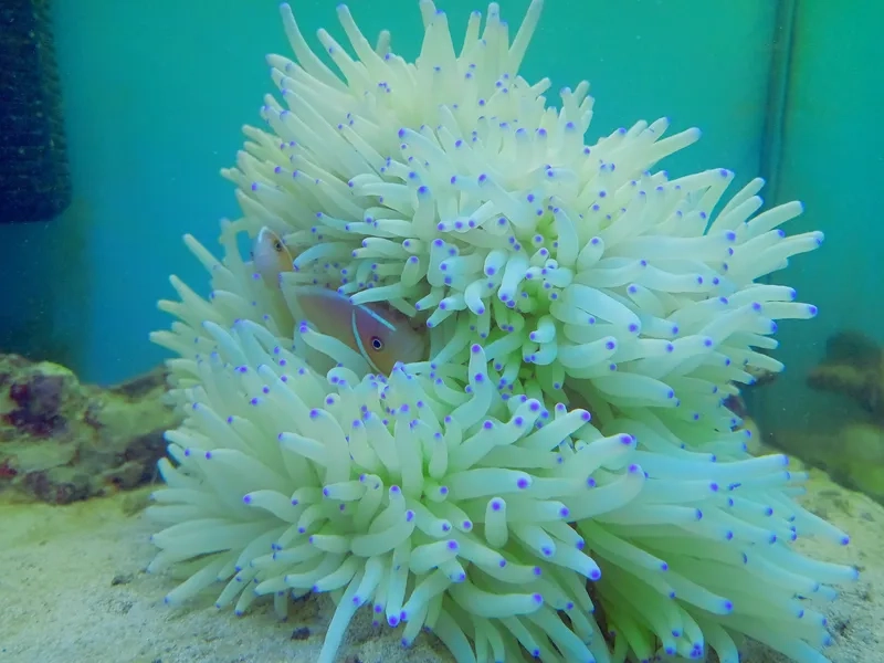 Ngắm ảnh hải quỳ rực rỡ nổi bật như dưới biển thật