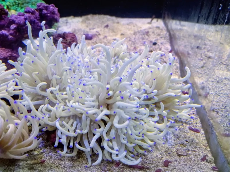 Chiêm ngưỡng ảnh hải quỳ sống tự nhiên và sinh động