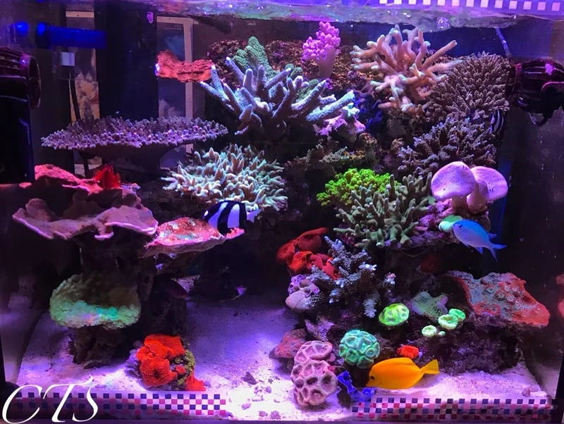 Tham khảo các mẫu hồ cá biển đẹp sang trọng và hiện đại