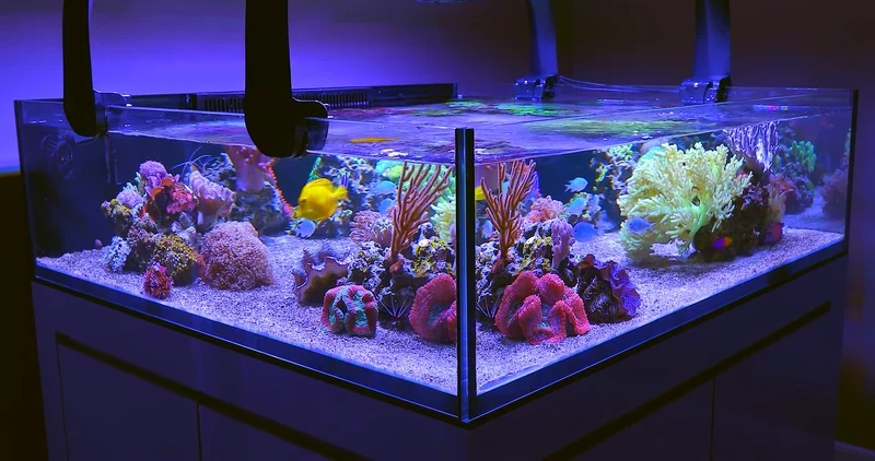 Trải nghiệm sắc nét với ảnh hồ cá biển 4K tuyệt đẹp