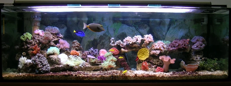 Trang trí phòng khách với hồ cá biển đẹp phòng khách