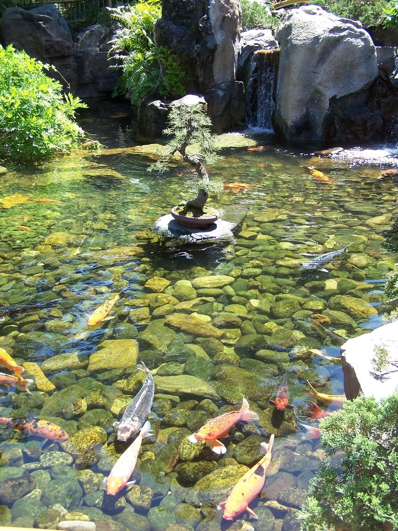 Ngắm hồ cá Koi hiện đại thiết kế sang trọng