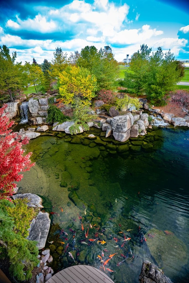 Chọn hồ cá Koi phong thủy mang may mắn và tài lộc