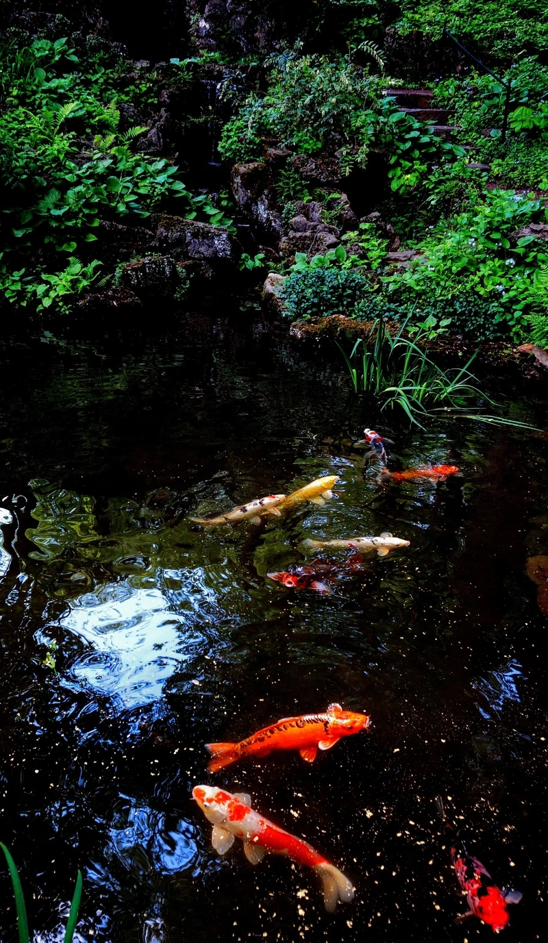 Ngắm hồ cá Koi thiết kế đẹp bể cảnh nổi bật