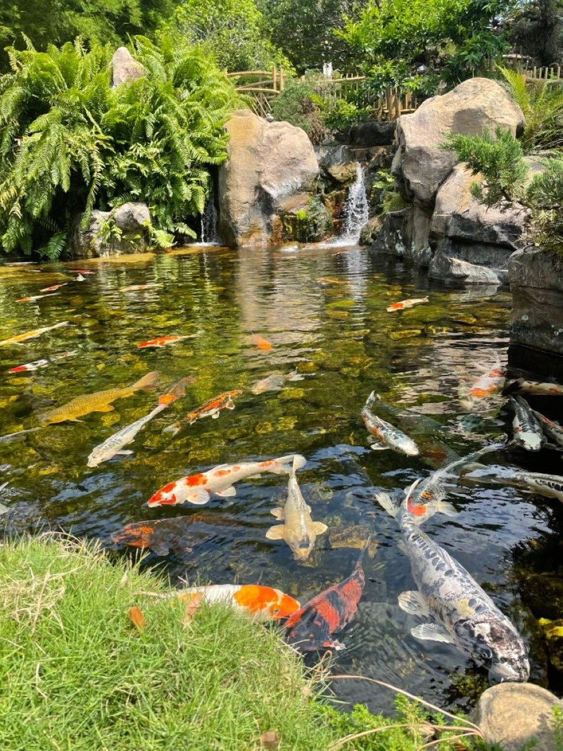 Ngắm hồ cá Koi không gian xanh thư giãn và nổi bật