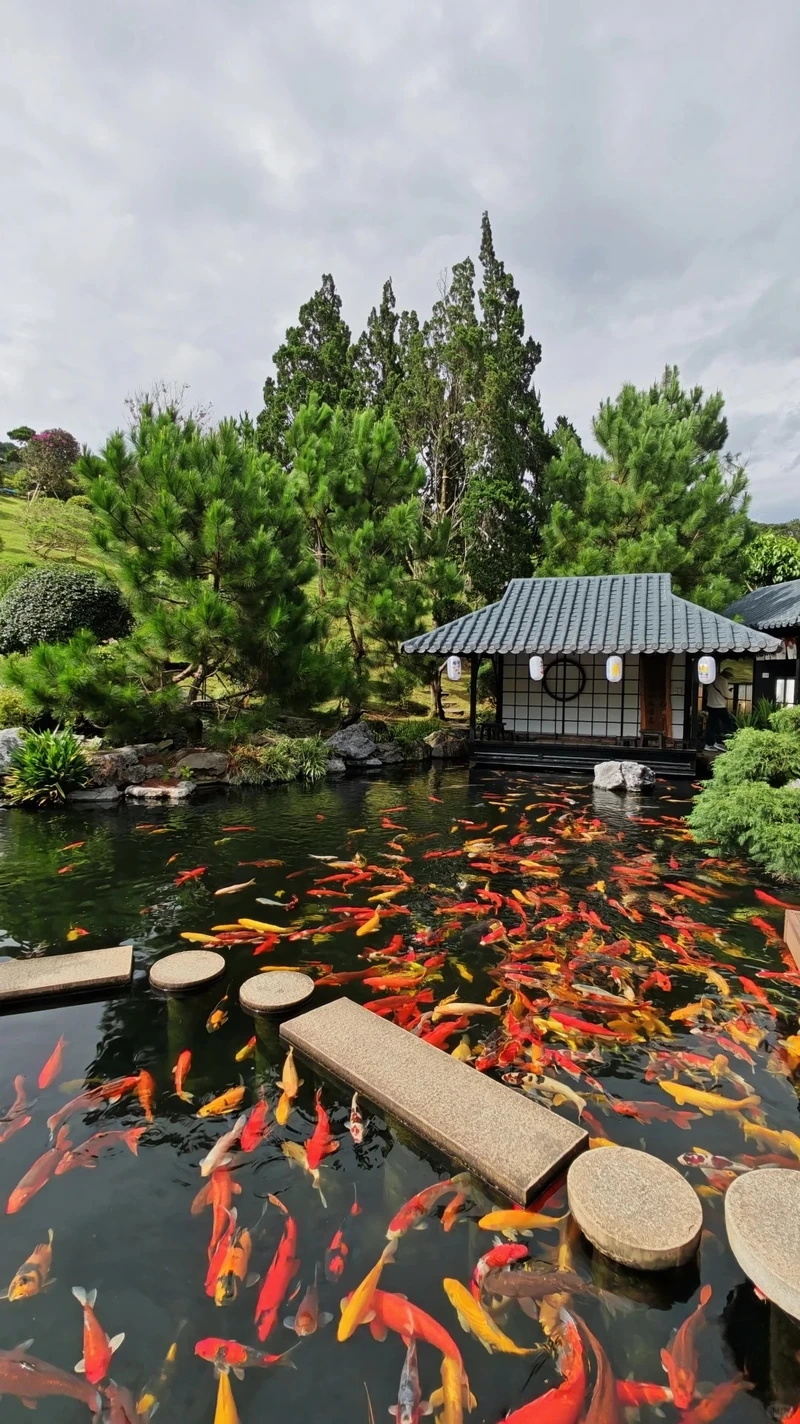 Tạo điểm nhấn cho ngôi nhà bằng hồ cá koi đẹp nhà phố