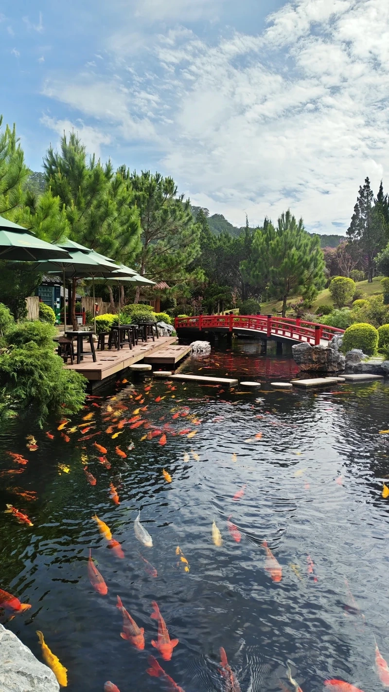 Mang tài lộc vào nhà với hồ cá koi đẹp phong thủy