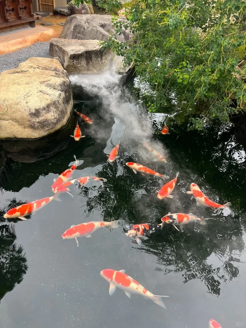 Không gian nghệ thuật sống động nhờ hồ cá koi đẹp nghệ thuật