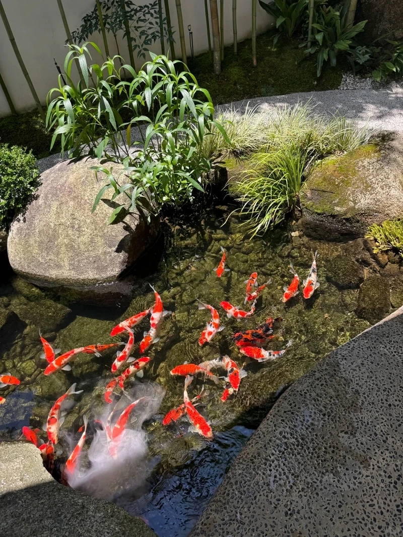 Tự nhiên và thanh bình cùng hồ cá koi đẹp tự nhiên