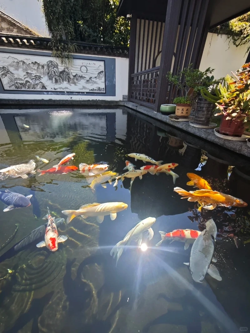 Lối đi vườn sinh động nhờ hồ cá koi đẹp lối đi vườn