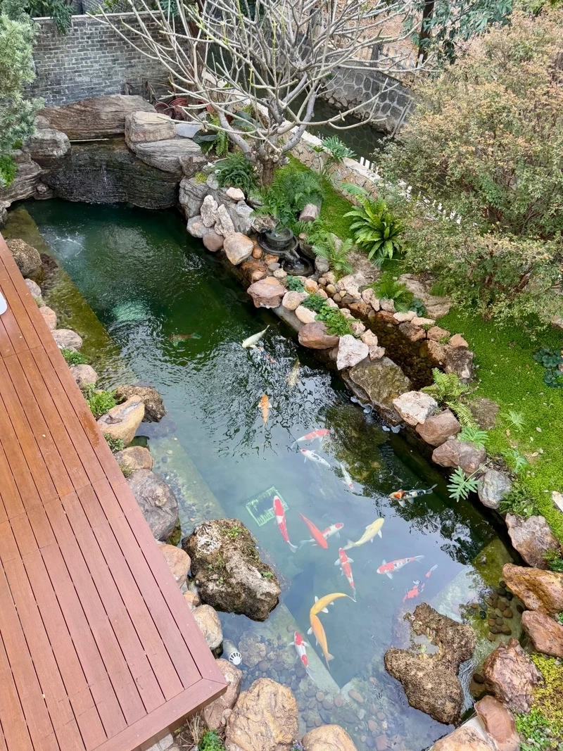 Thư giãn cuối tuần tại hồ cá koi mini 