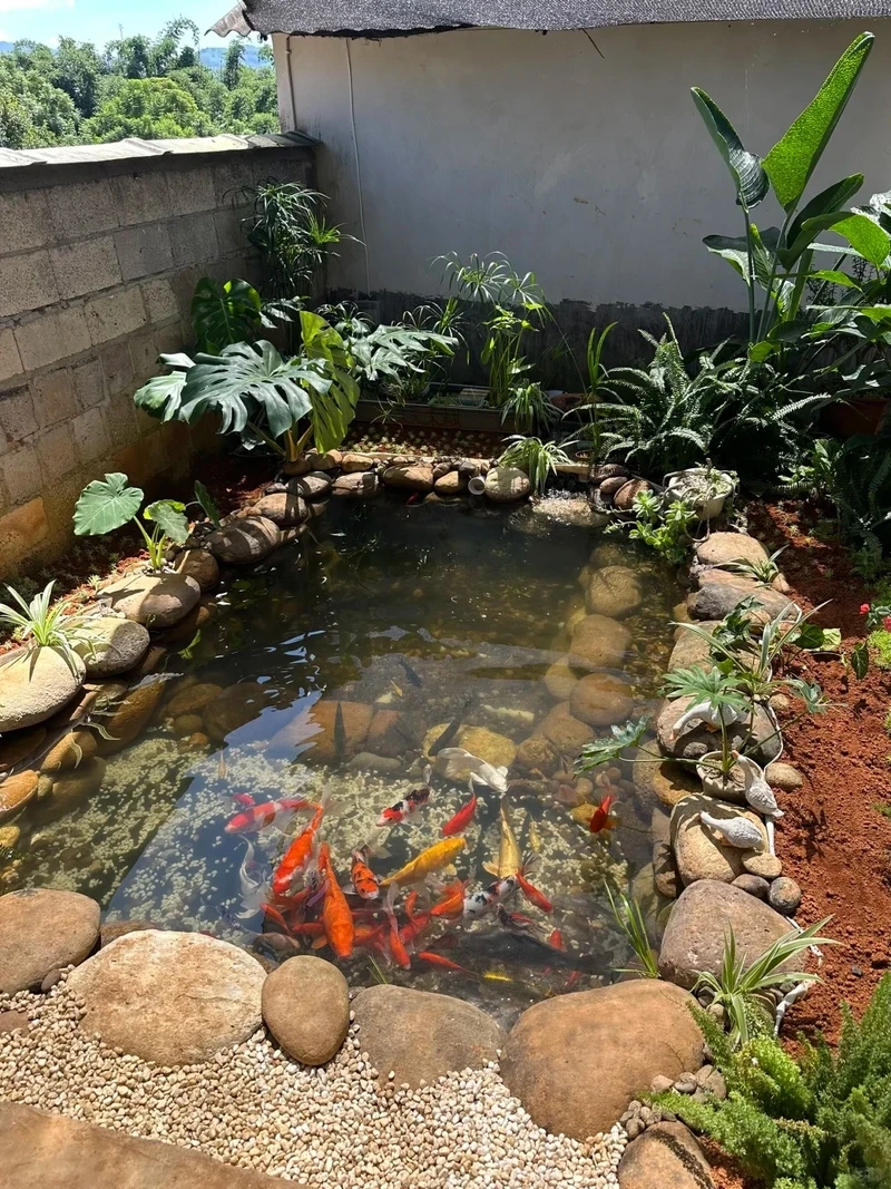 Nuôi Koi dễ dàng với hồ cá koi mini nuôi koi