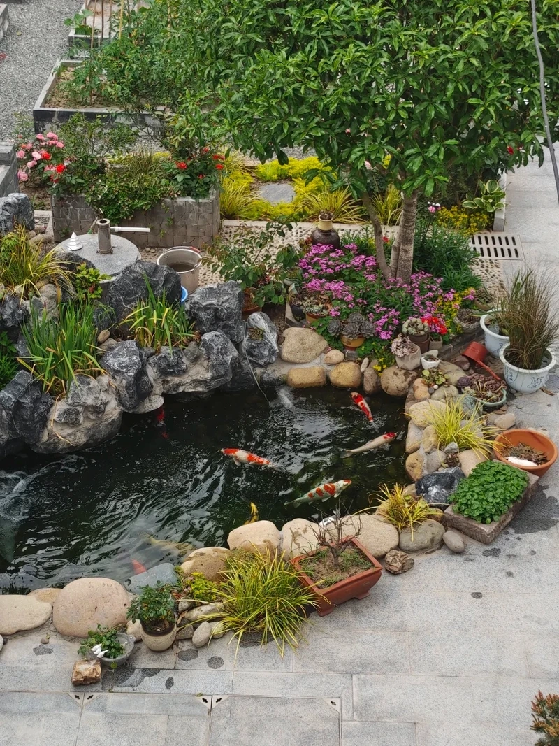 Hồ mini được mọi người yêu thích hồ cá koi mini được yêu thích