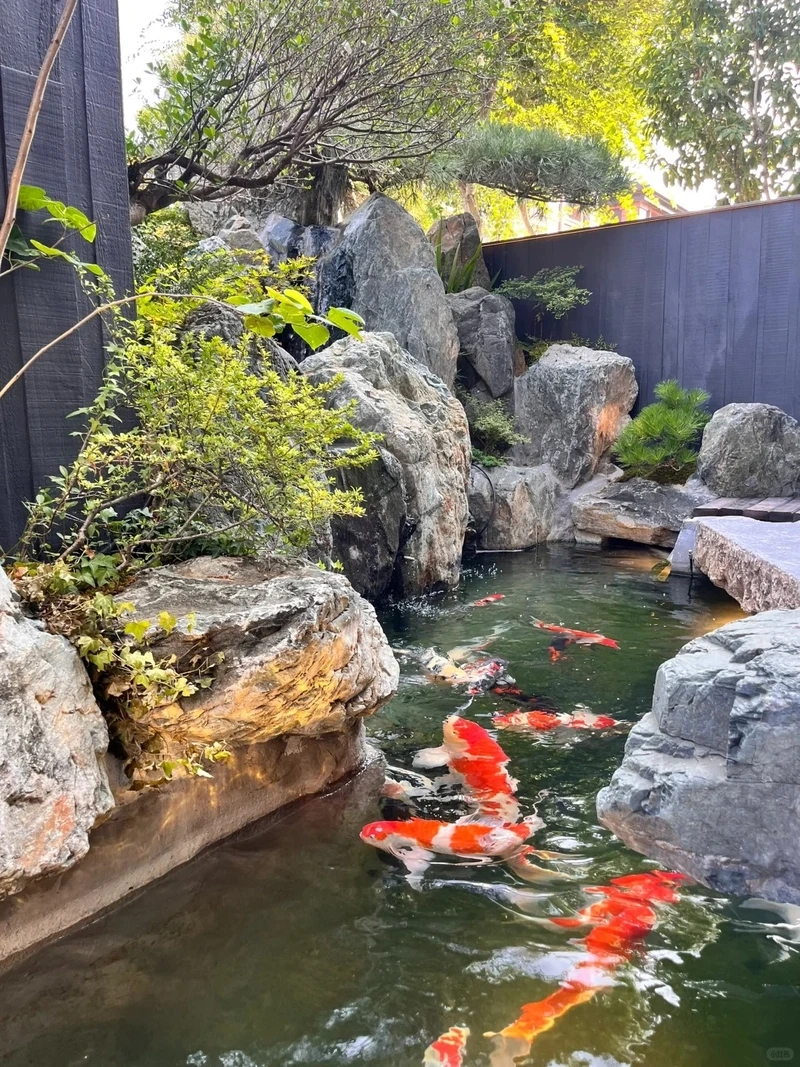 Xu hướng mới của nhà hiện đại là hồ cá koi mini