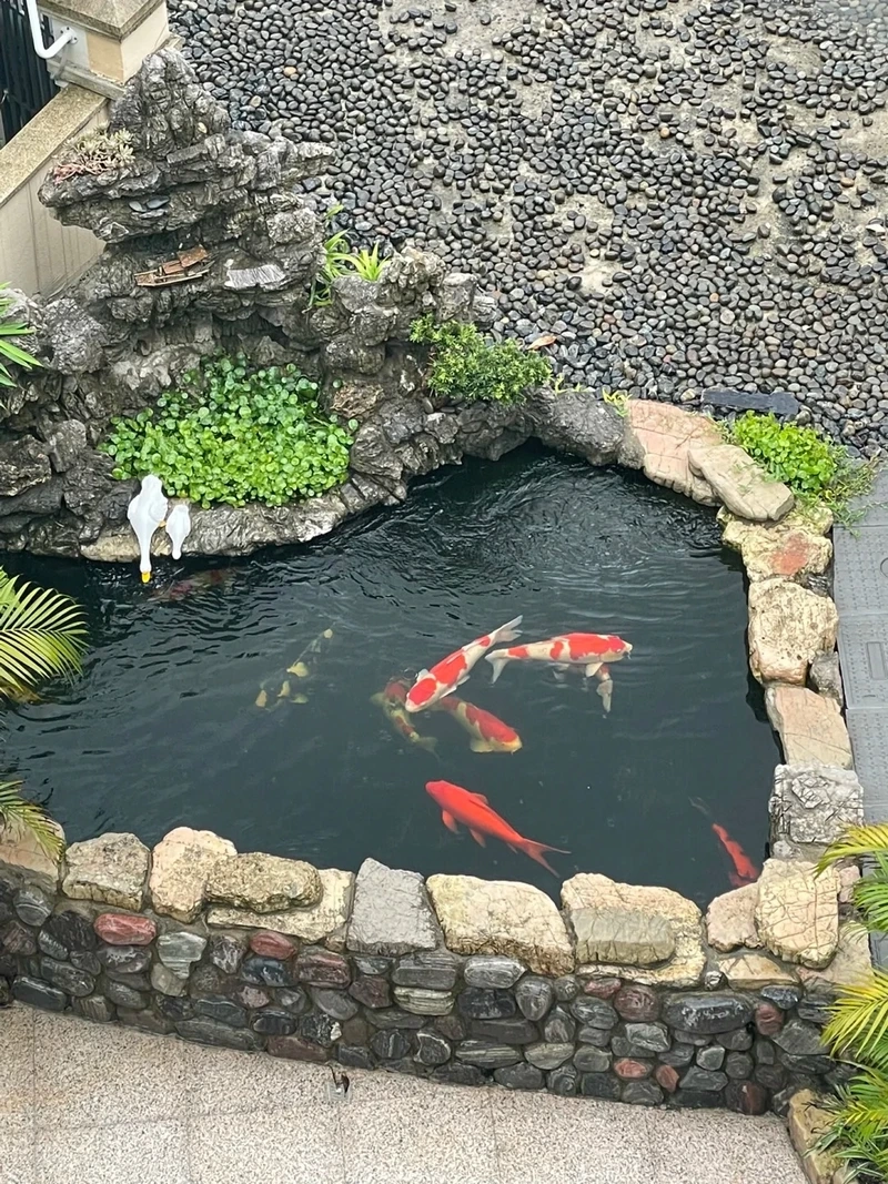 Không gian độc đáo nhờ hồ cá koi mini độc đáo