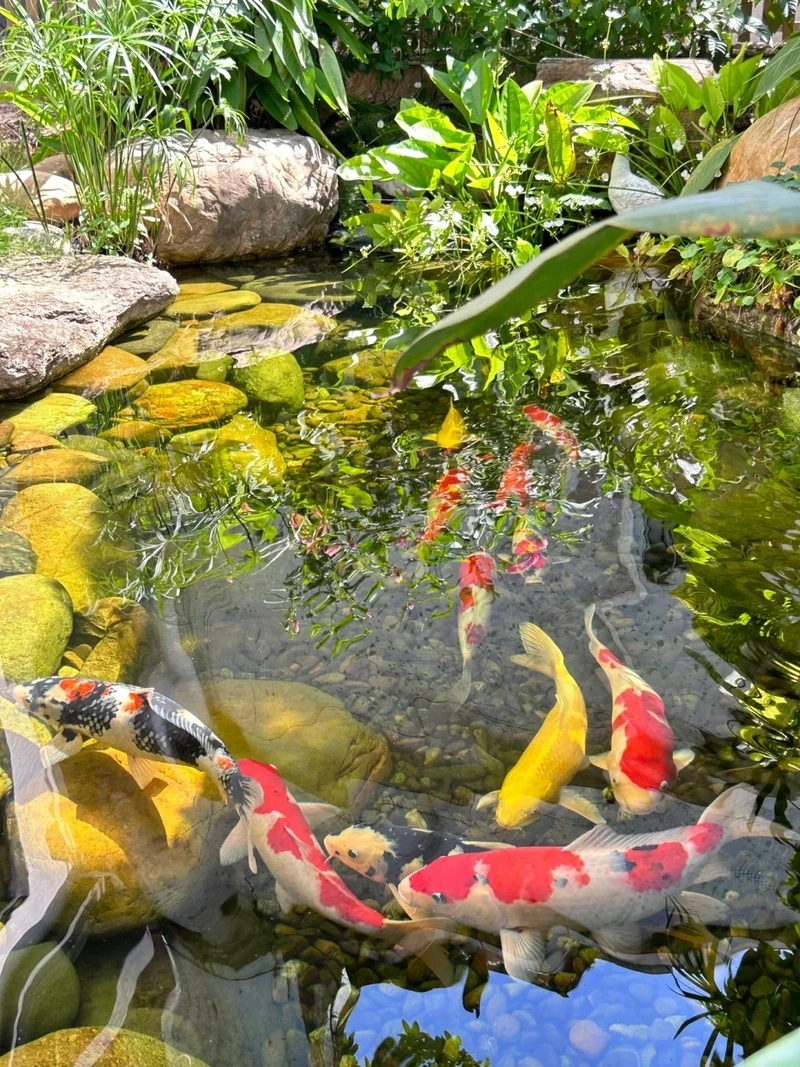 Sân vườn thêm sức sống với hồ cá koi mini đẹp