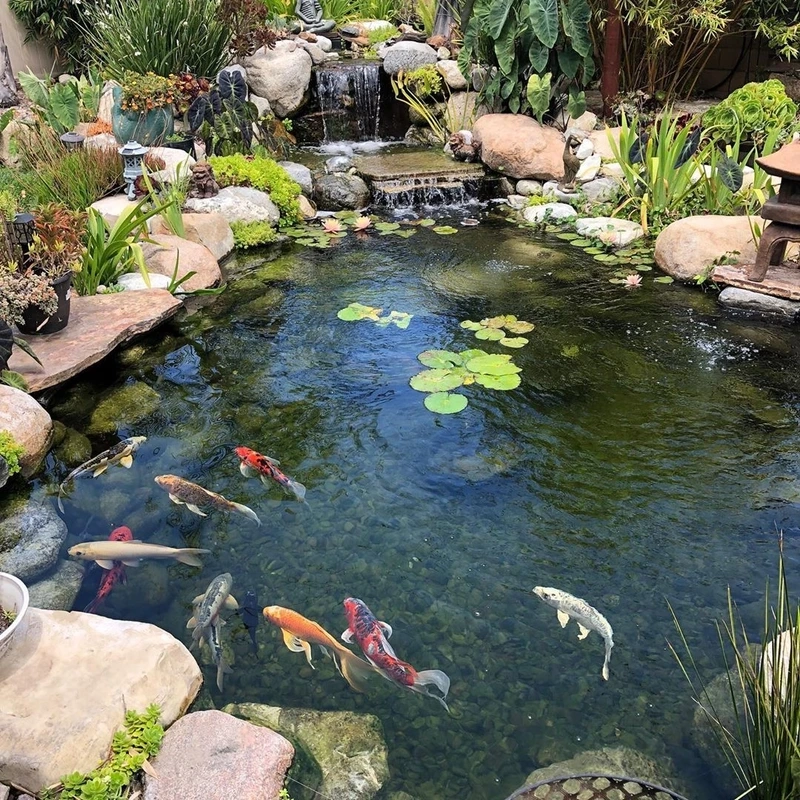 Đặc điểm nổi bật của hồ cá Koi sân vườn
