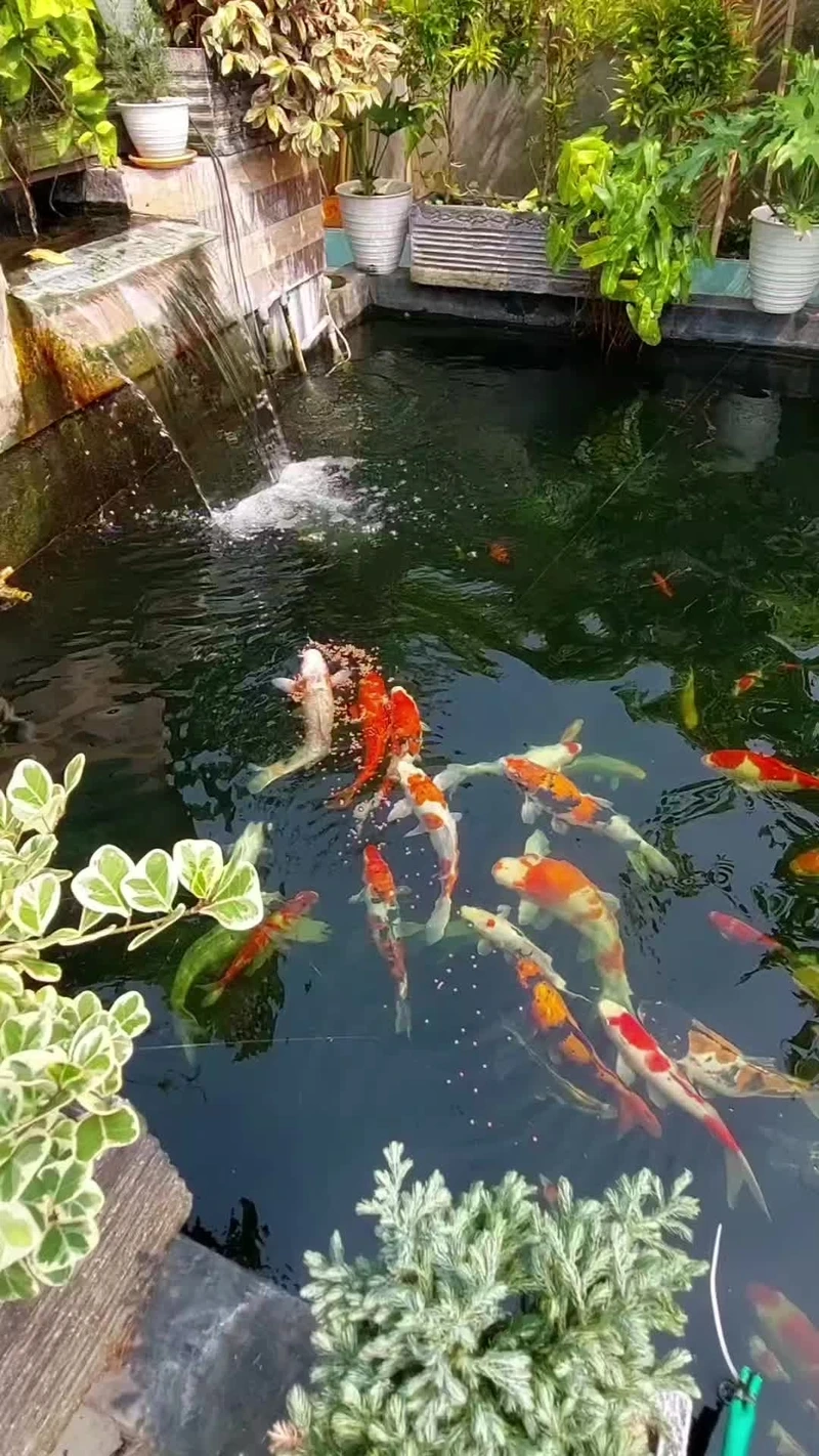 Không gian hiện đại nhờ hồ cá Koi sân vườn hiện đại