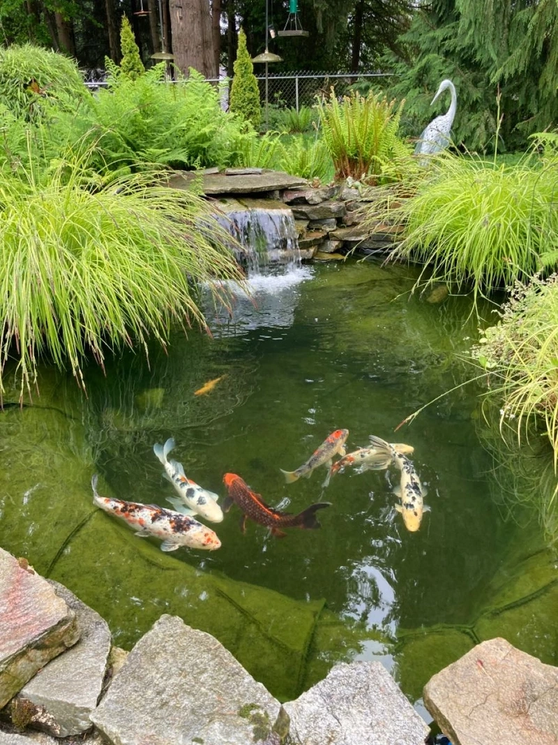 Thư giãn nhẹ nhàng bên hồ cá Koi sân vườn tiểu cảnh
