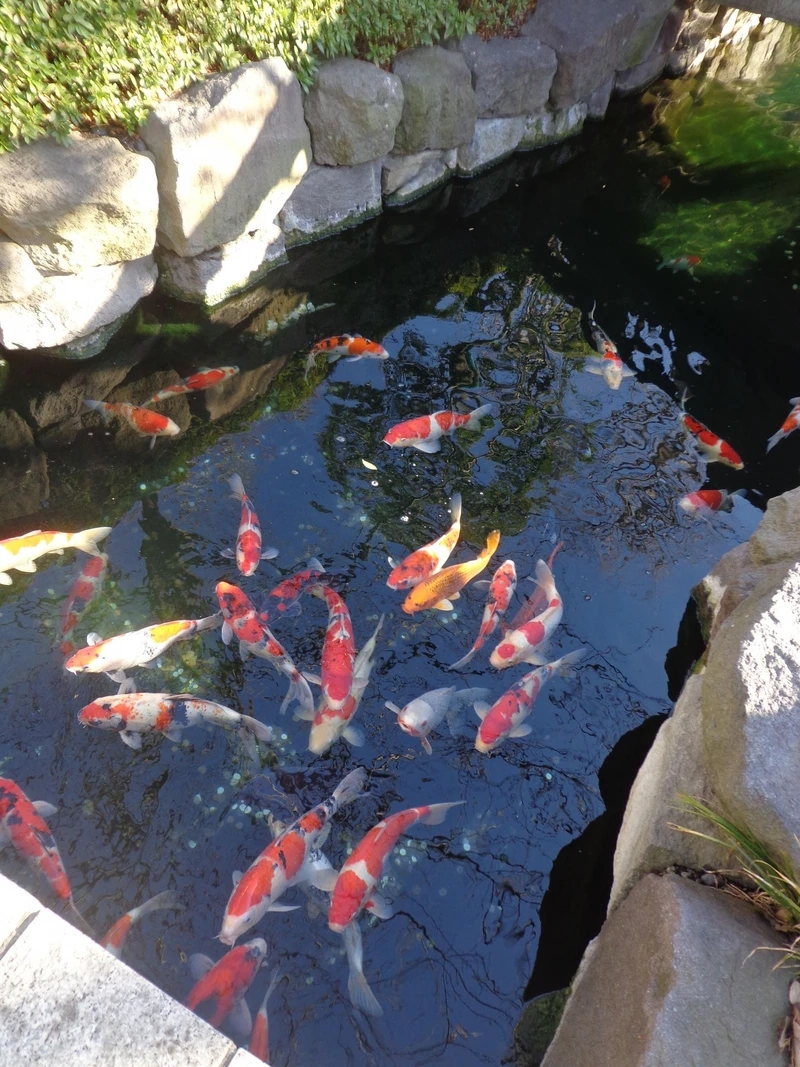 Thiết kế độc đáo nhờ hồ cá Koi sân vườn thiết kế đẹp