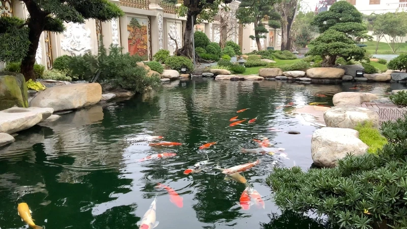 Nâng tầm đẳng cấp nhờ hồ cá Koi sân vườn cao cấp