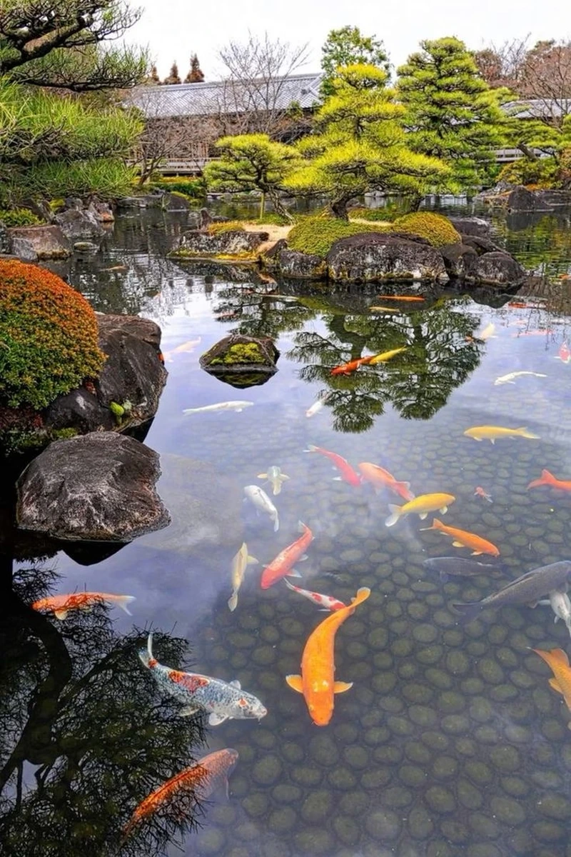 Cảnh quan hài hòa nhờ hồ cá Koi sân vườn hài hòa cảnh quan