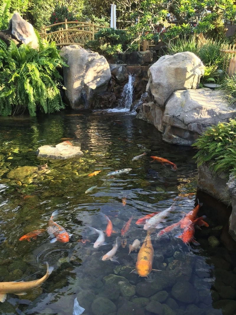 Dễ chăm sóc và đẹp mắt hồ cá Koi sân vườn dễ chăm sóc