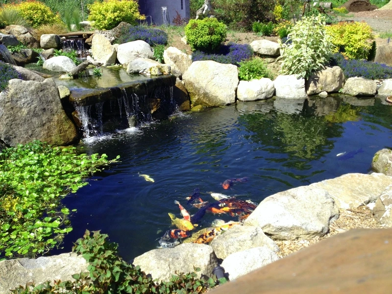 Trang trí cảnh quan tinh tế với hồ cá Koi sân vườn