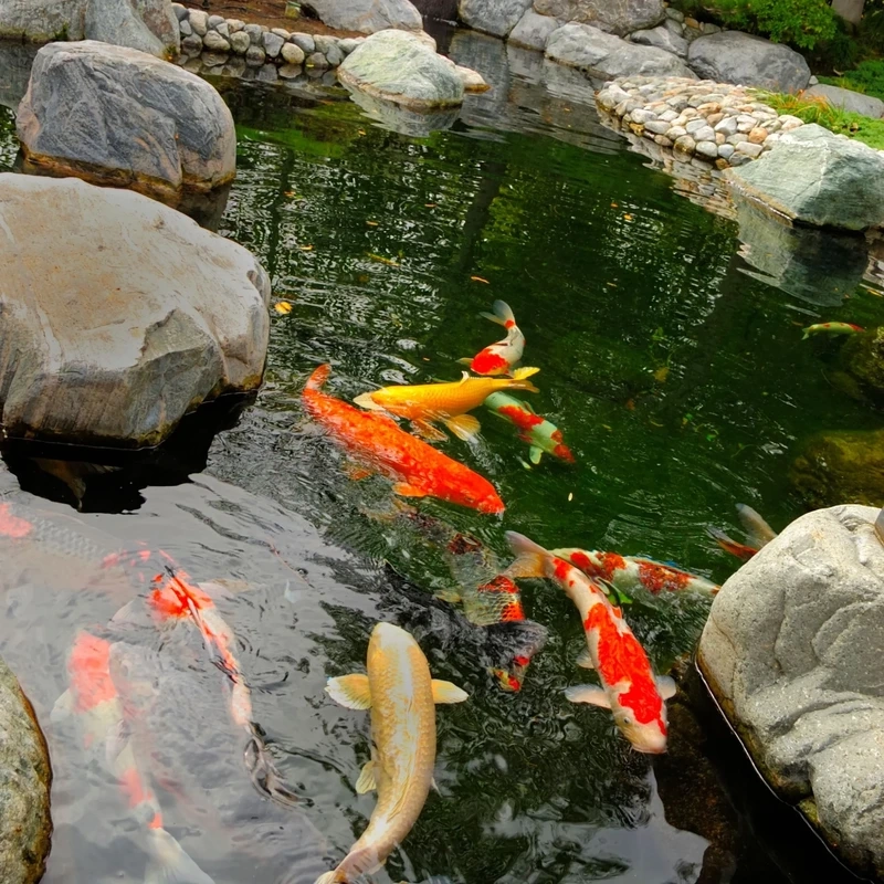 Xu hướng mới trong thiết kế hồ cá Koi sân vườn