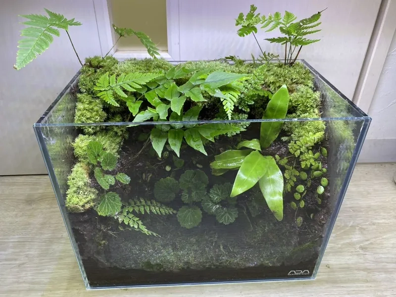 Mẫu thiết kế dương xỉ châu Phi