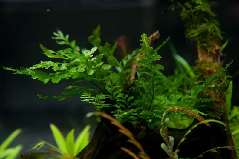 Các loại dương xỉ bóng râm bền