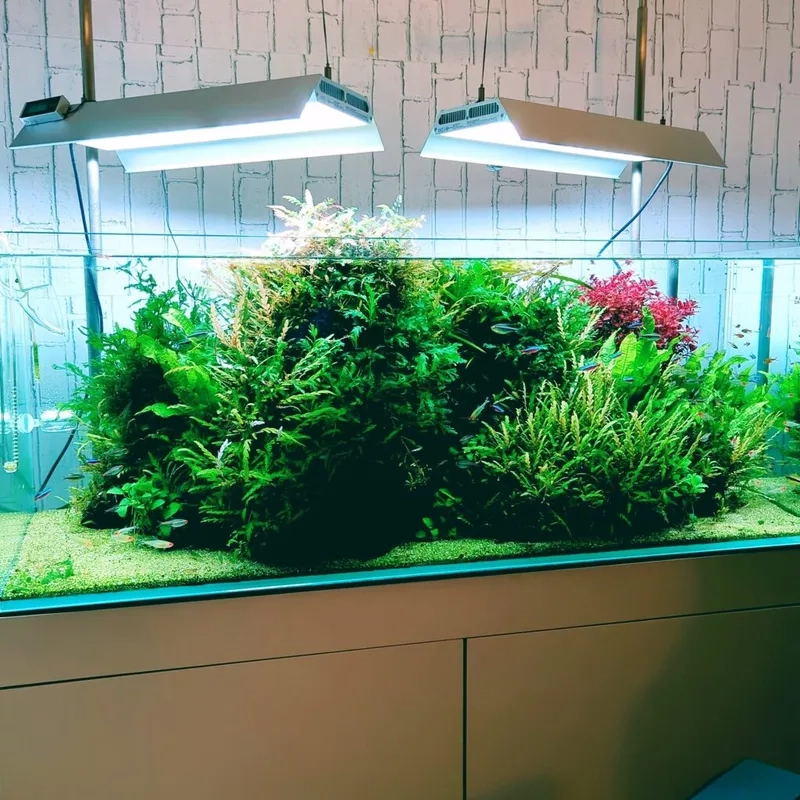 Các bố cục dương xỉ đẹp nhất