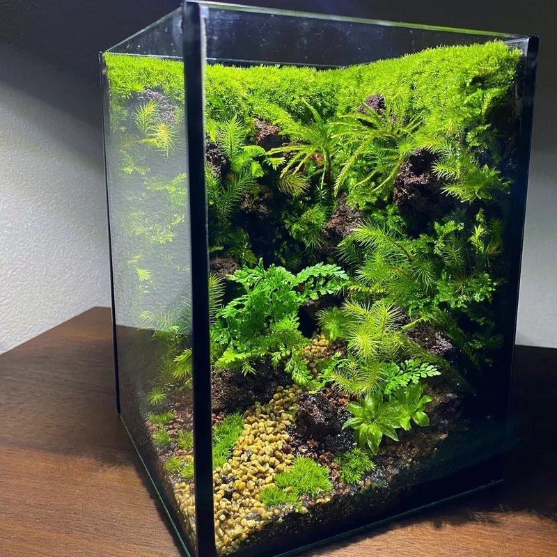 Bổ sung dinh dưỡng cho dương xỉ