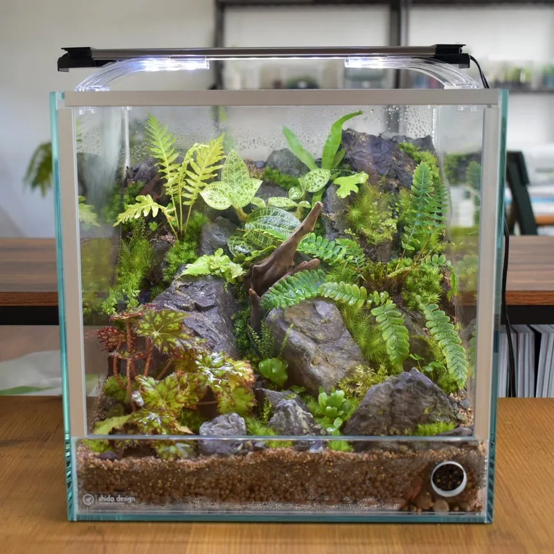 Xem các mẫu hồ dương xỉ đẹp