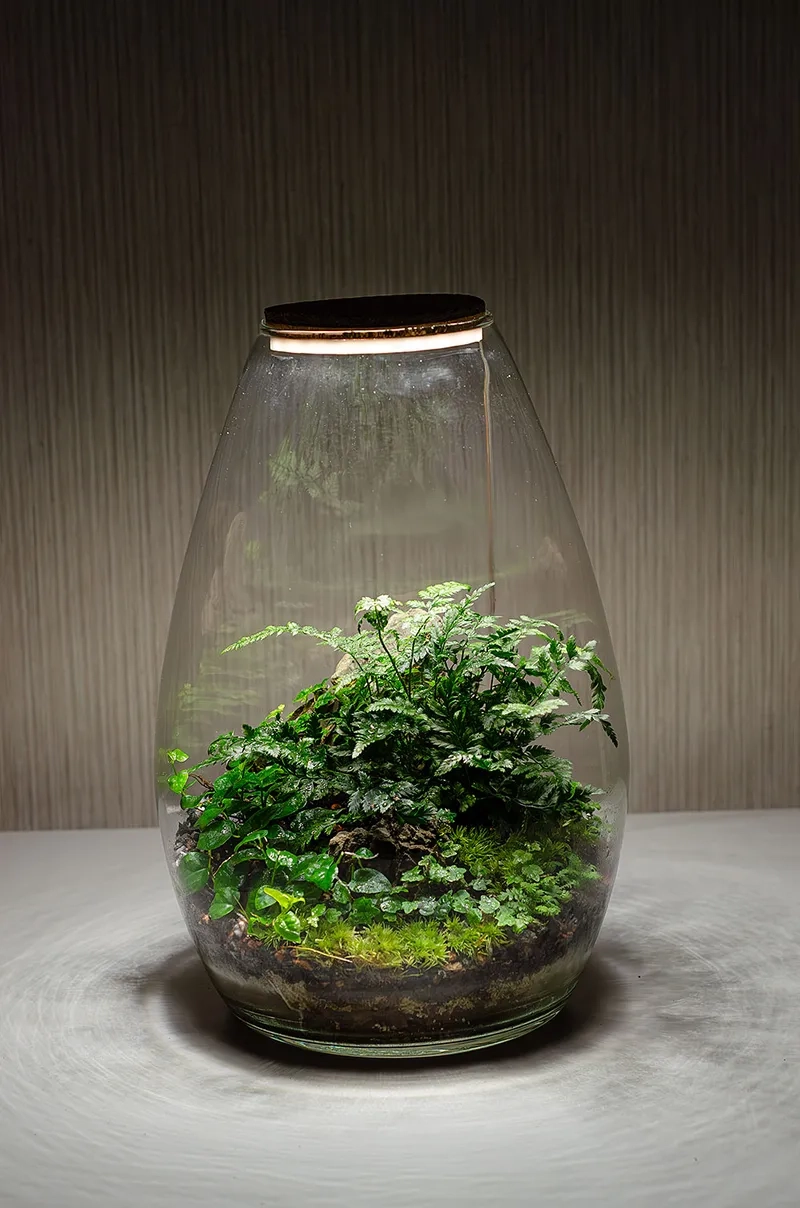 Hình ảnh dương xỉ lá kim nhỏ