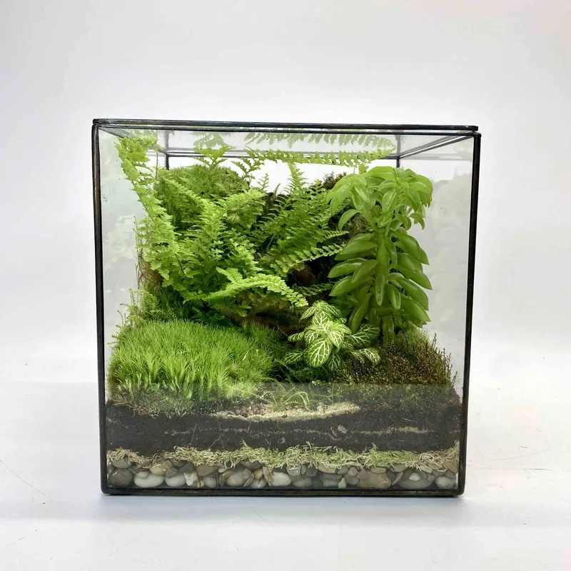 Setup dòng dương xỉ sừng hươu