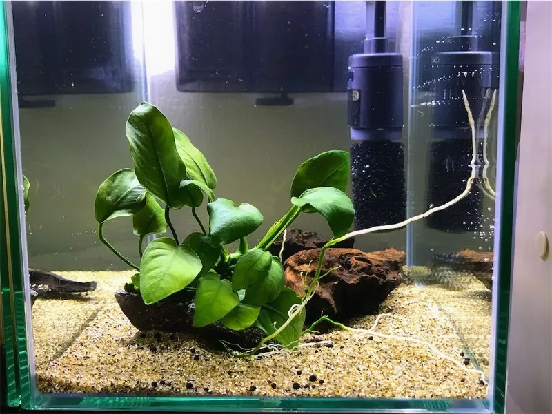 Chiêm ngưỡng mẫu Ráy Nana White