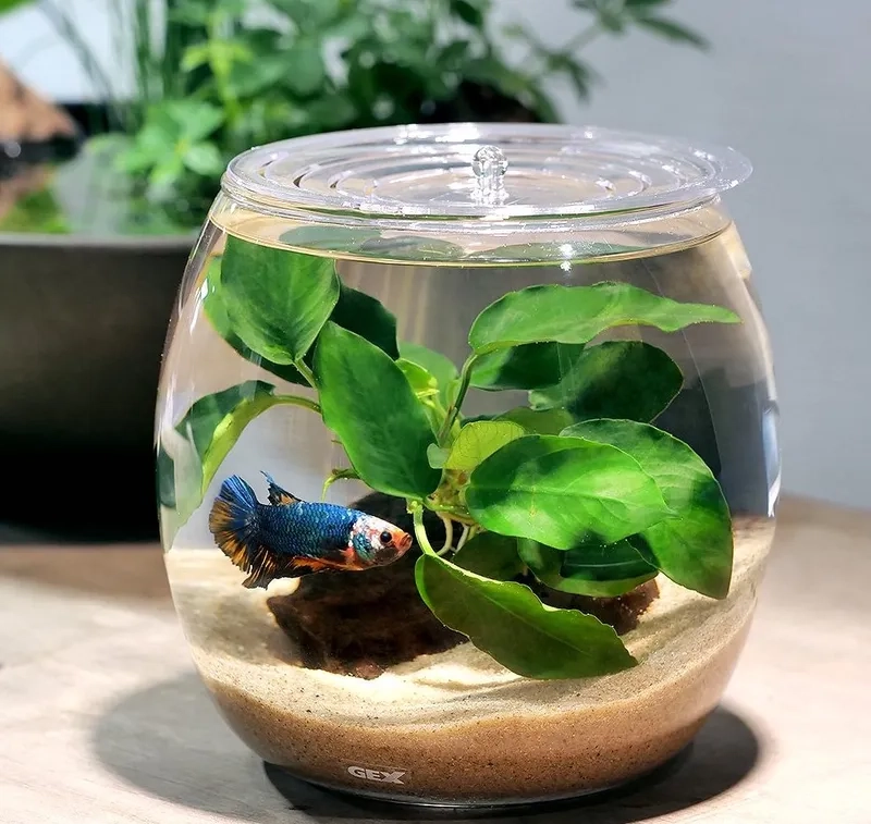 Toàn cảnh hồ thủy sinh full Ráy