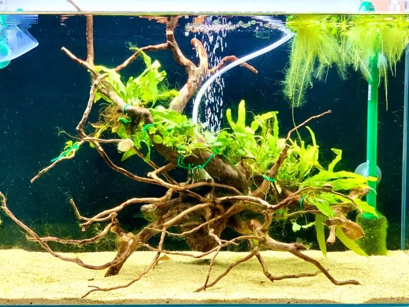 Top các mẫu Ráy thủy sinh dễ chơi