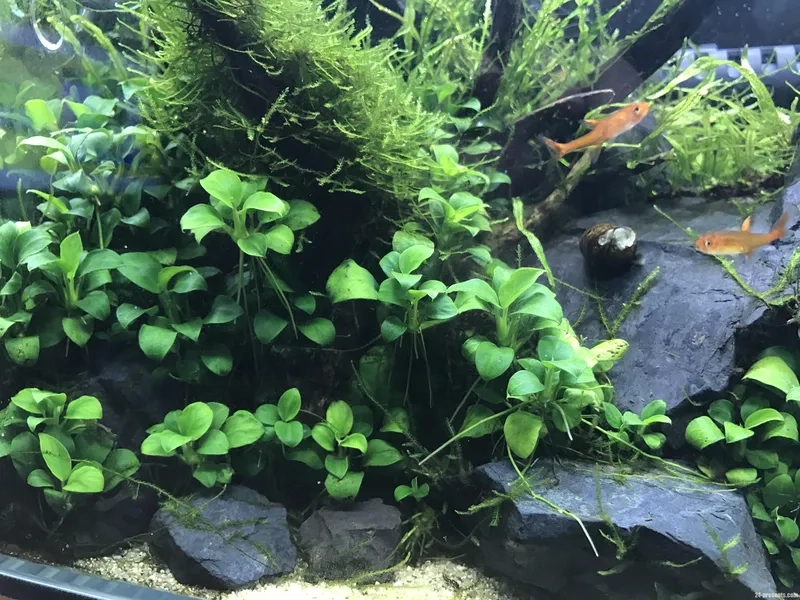 Dòng Ráy thủy sinh bóng râm bền