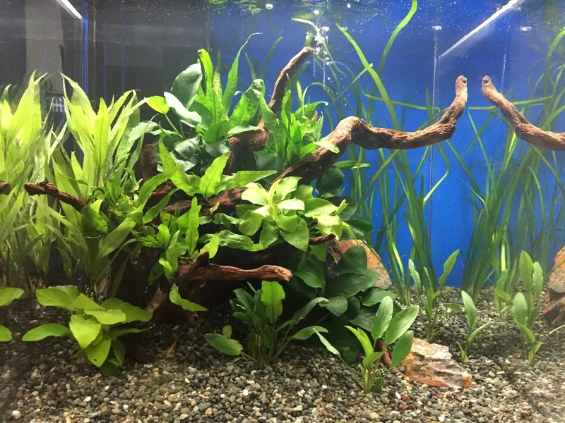 Sắc màu lạ của dòng Ráy Cafe