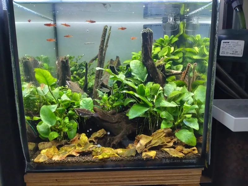 Cận cảnh dòng Ráy Nana xanh mướt