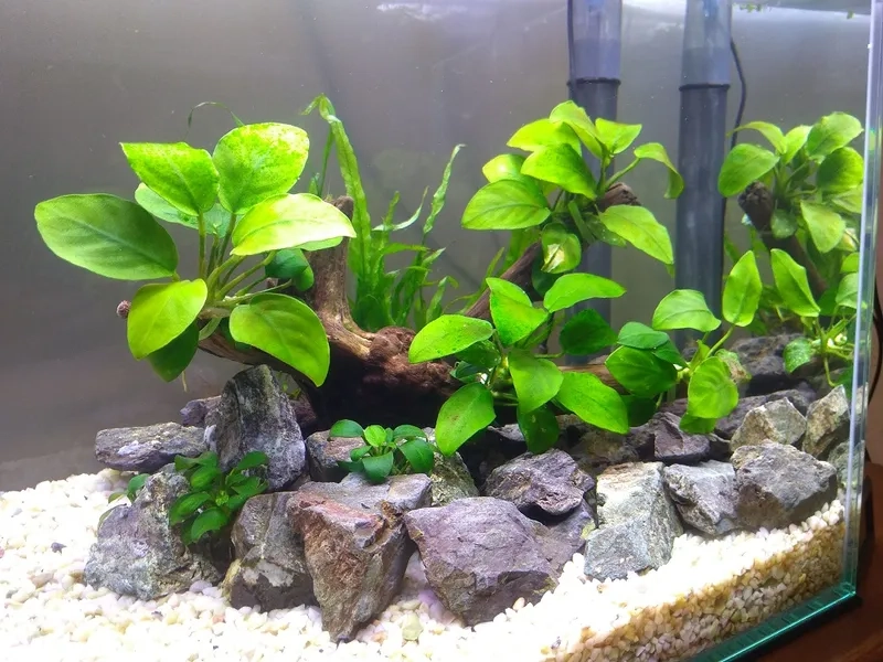 Vẻ đẹp của Ráy Nana Petite nhỏ