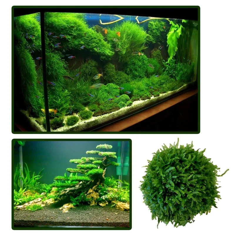 Top các mẫu rêu thủy sinh dễ trồng