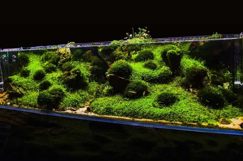 Hướng dẫn cách trồng rêu thủy sinh