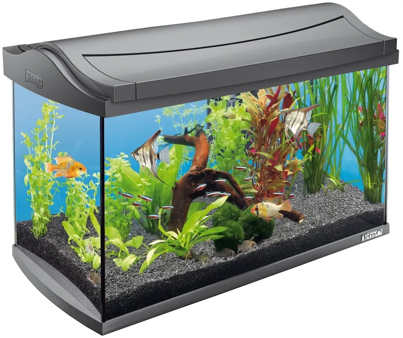 Mẫu hồ thủy sinh ngoài trời