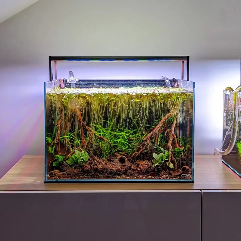 Cách diệt tảo hại hồ thủy sinh