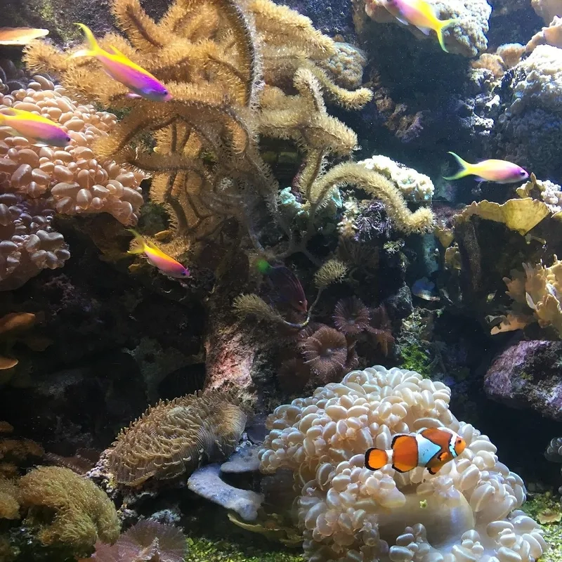 Công nghệ hồ thủy sinh thông minh