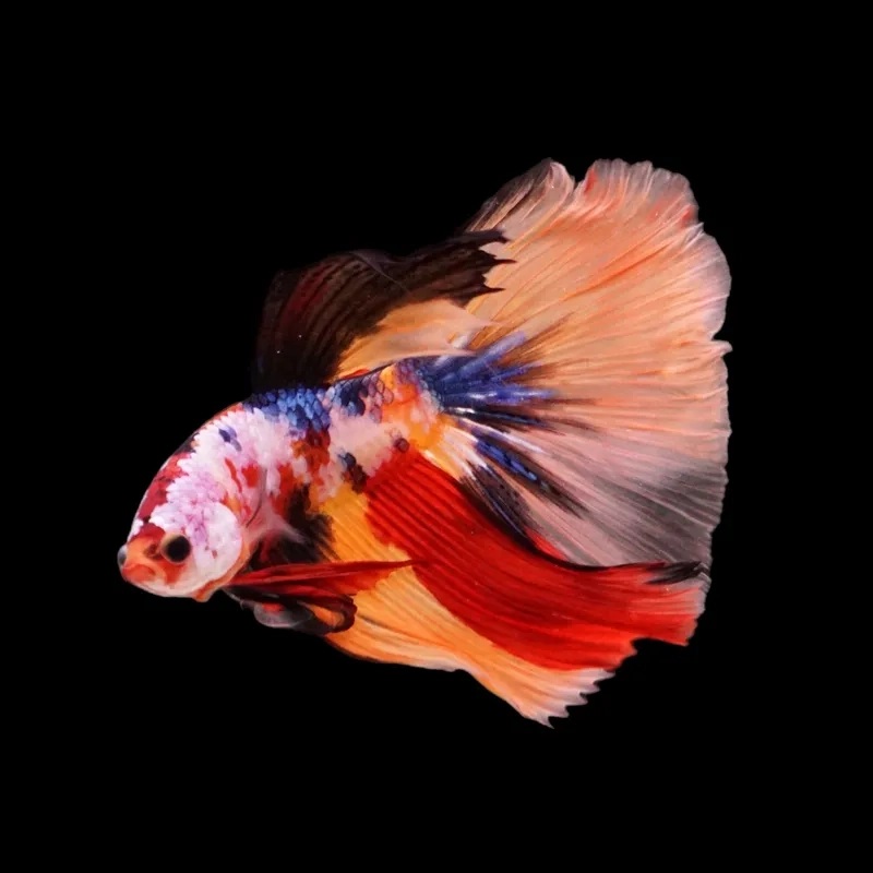 Cá Betta mini nhỏ xinh phù hợp bàn làm việc